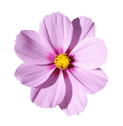 Flor de color lila suave (adorno)