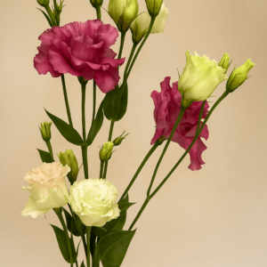 Eustoma rosa i blanca