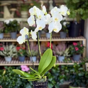 Orquídia Phalaenopsis — alçada 70 cm