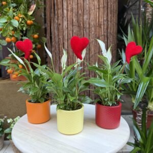 Espatifil·le en test