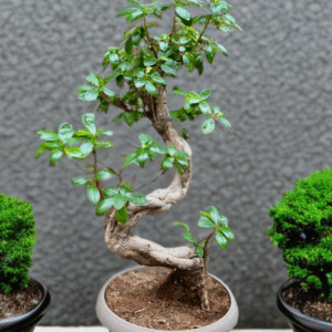 Ficus GINSENG