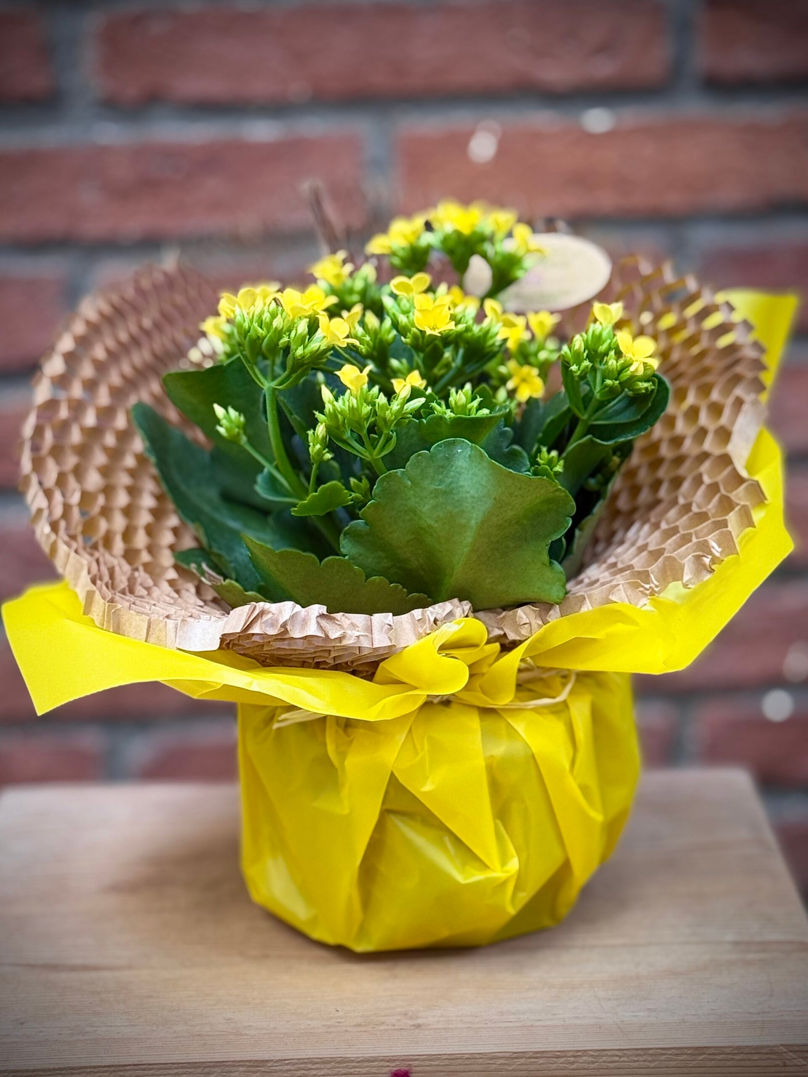 Kalanchoe en test amb terra — flors grogues - Imatge 2