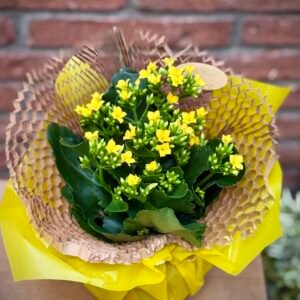 Kalanchoe en test amb terra — flors grogues