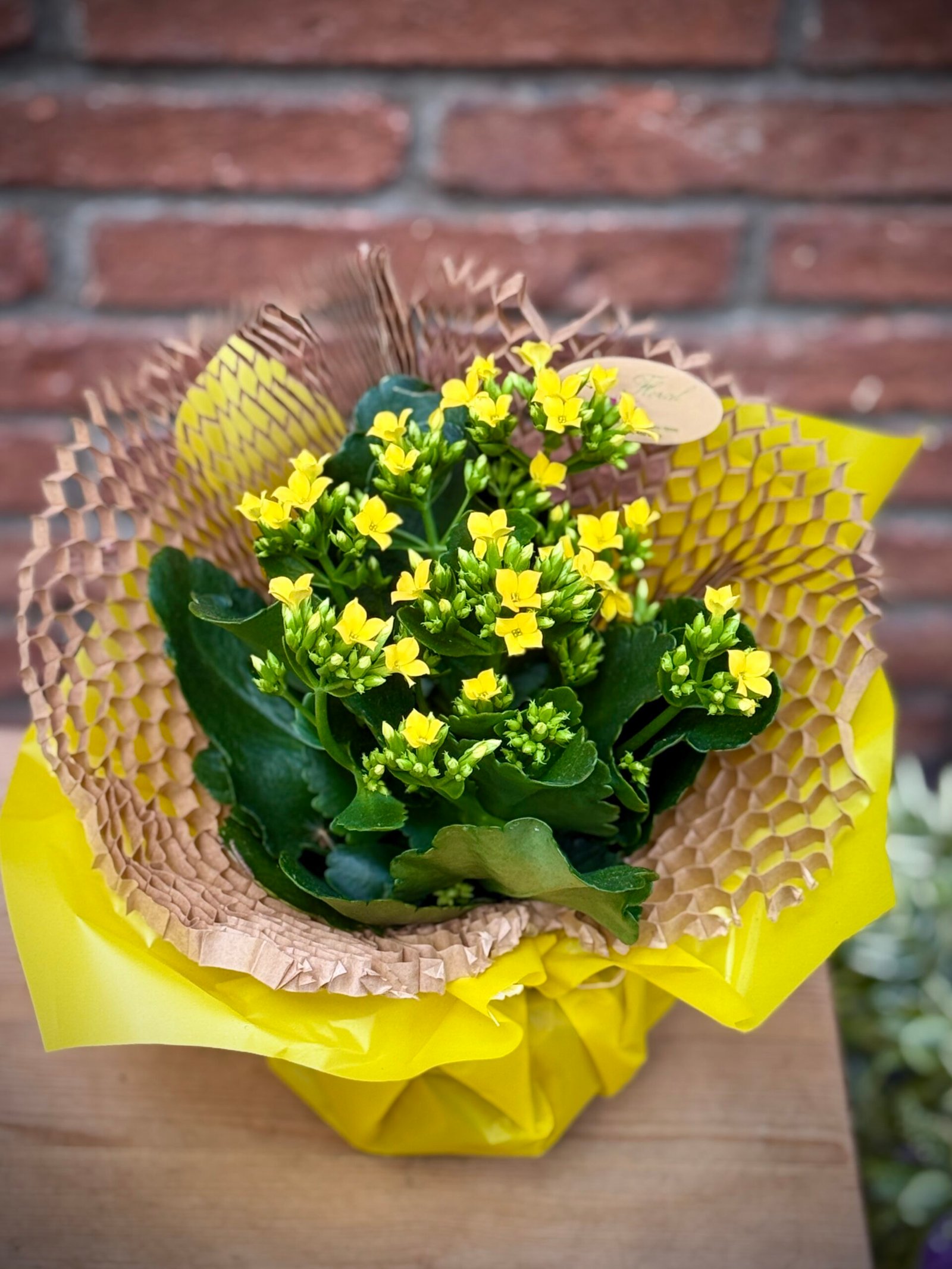 Kalanchoe en test amb terra — flors grogues