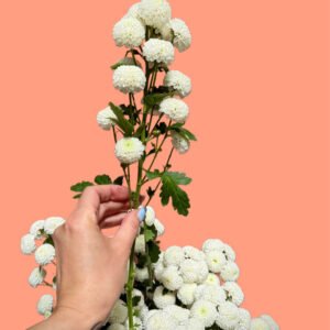 Crisantemum Multiflora — blanc