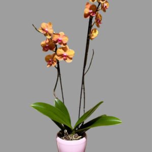 Orquídia Phalaenopsis — alçada 75 cm