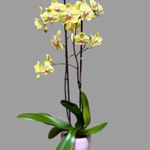 Orquídia Phalaenopsis groga – alçada 75 cm