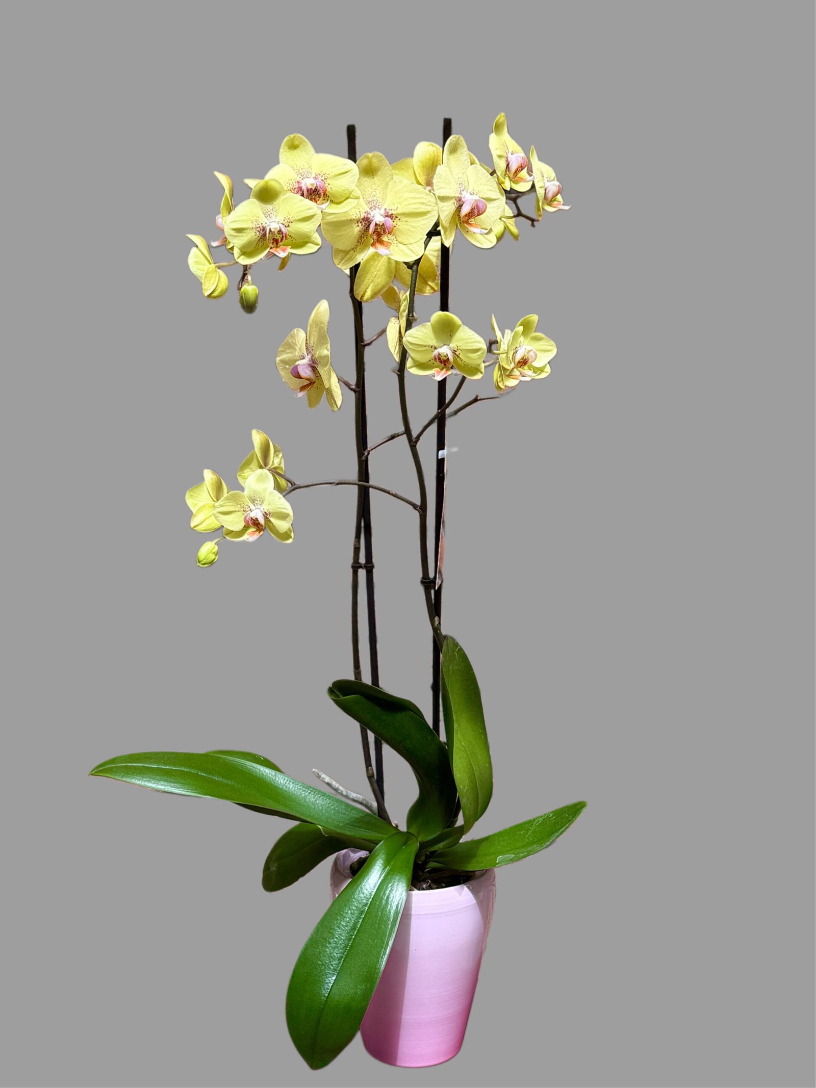 Orquídia Phalaenopsis groga – alçada 75 cm