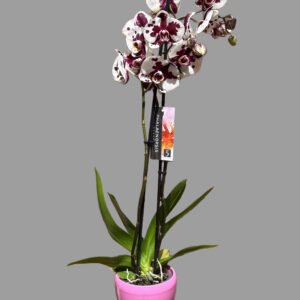 Orquídia phalaenopsis en tons borgonya i blanc — alçada 70 cm