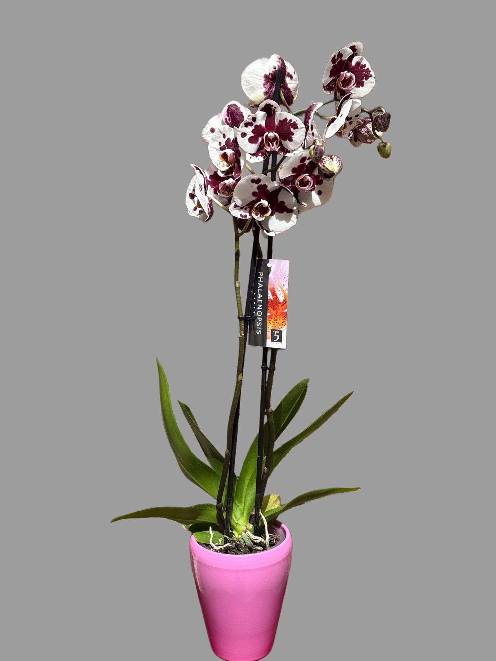 Orquídia phalaenopsis en tons borgonya i blanc — alçada 70 cm