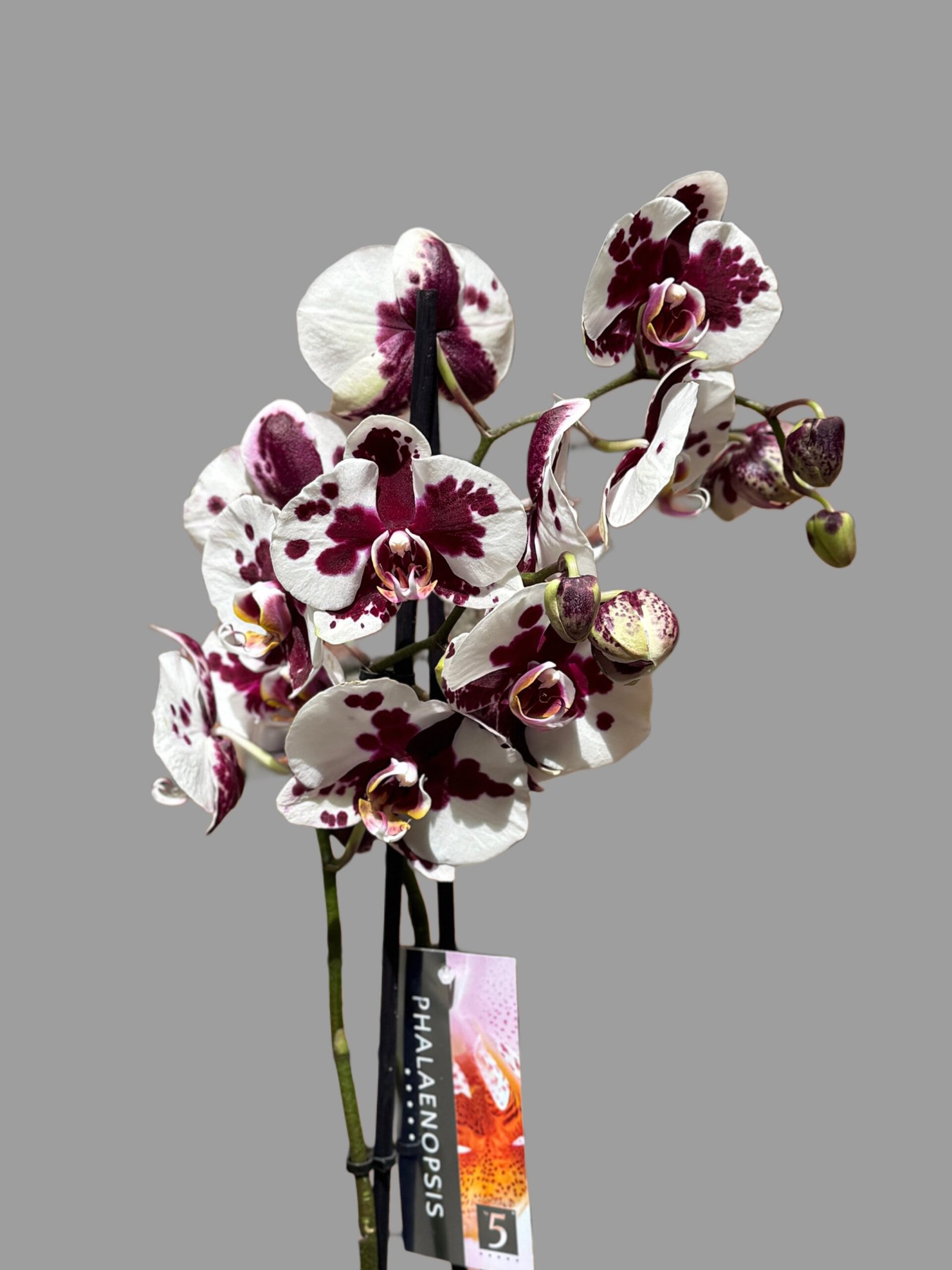 Orquídia phalaenopsis en tons borgonya i blanc — alçada 70 cm - Imatge 2