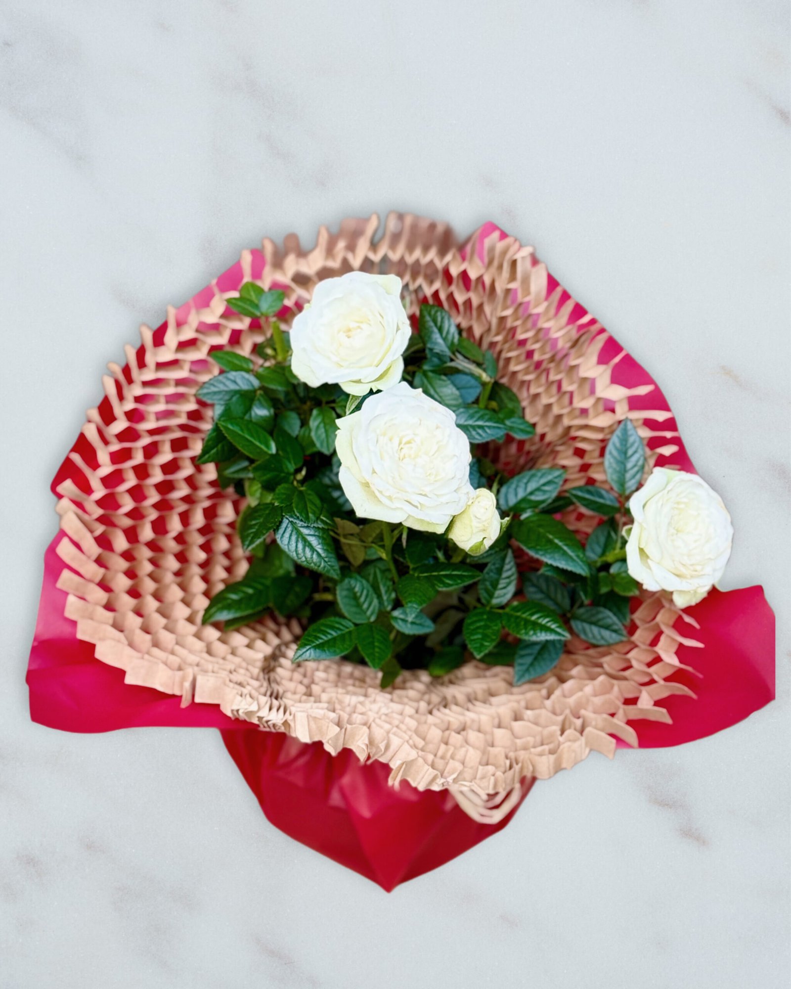 Rosa arbustiva en test - Imatge 2