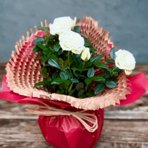 Rosa arbustiva en test