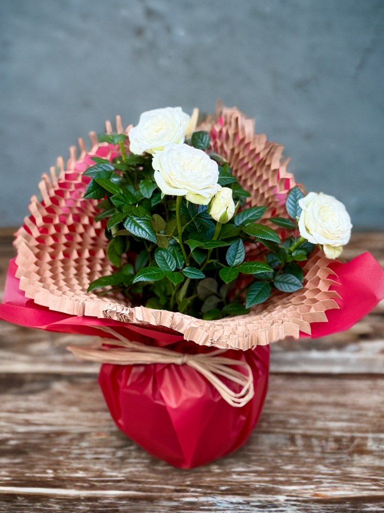 Rosa arbustiva en test