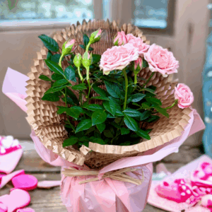 Rosa en test