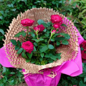 Rosa en test