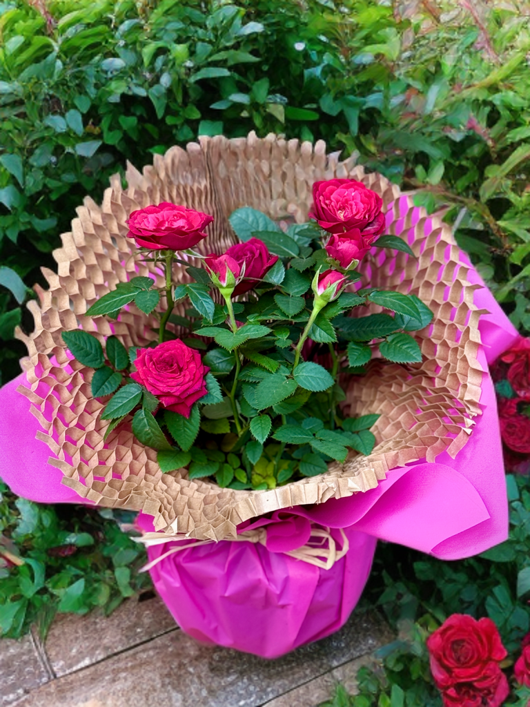 Rosa en test