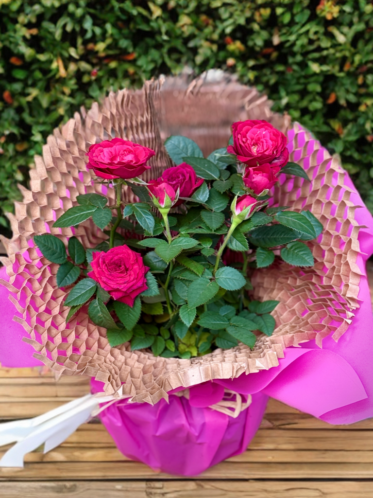 Rosa en test - Imatge 2