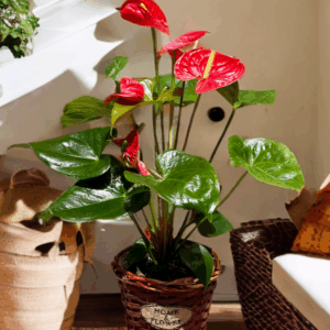 Anthurium en test
