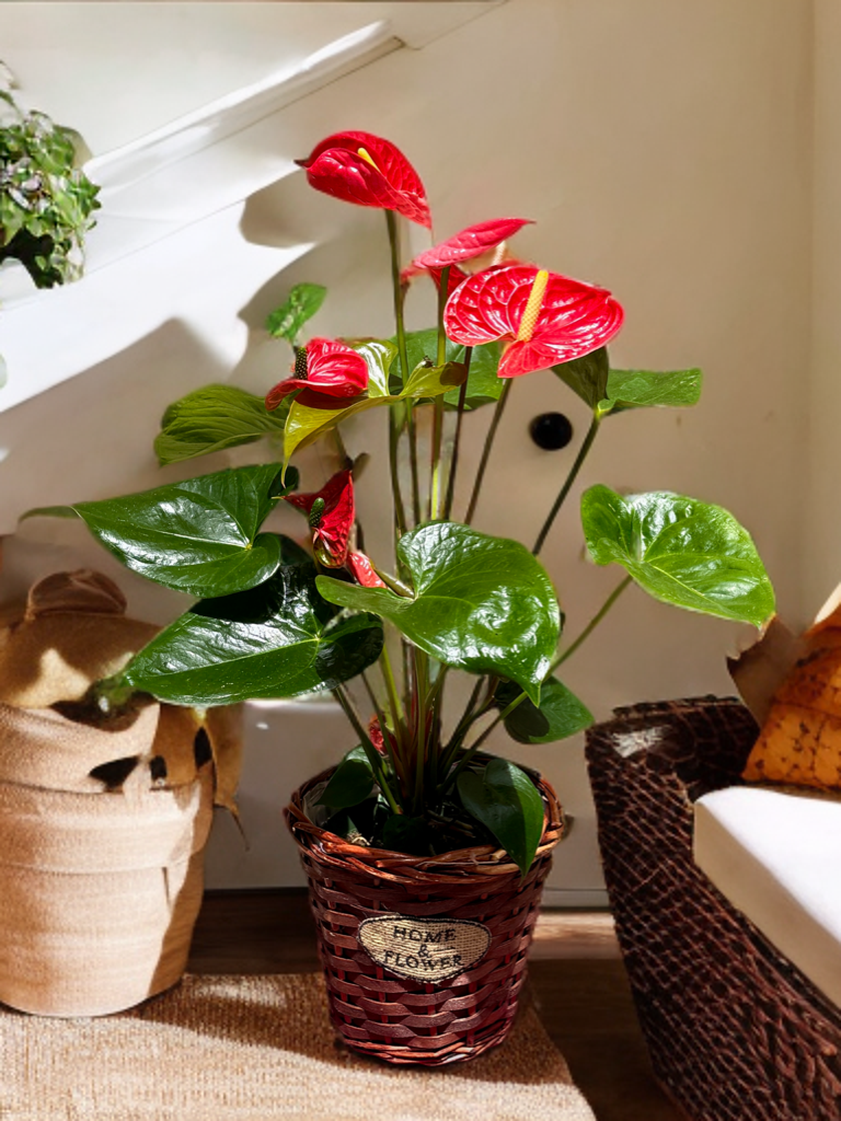 Anthurium en test