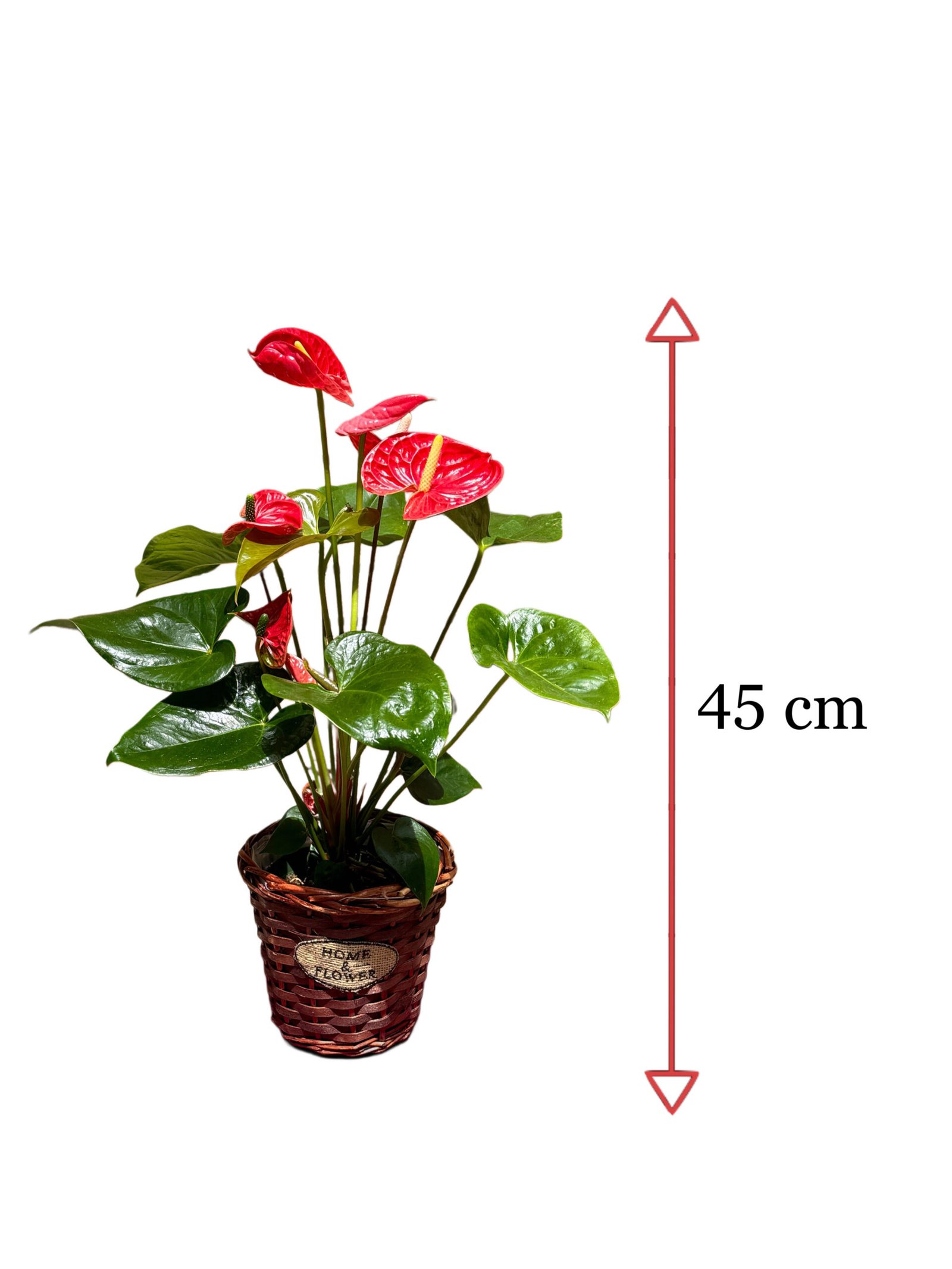 Anthurium en test - Imatge 2