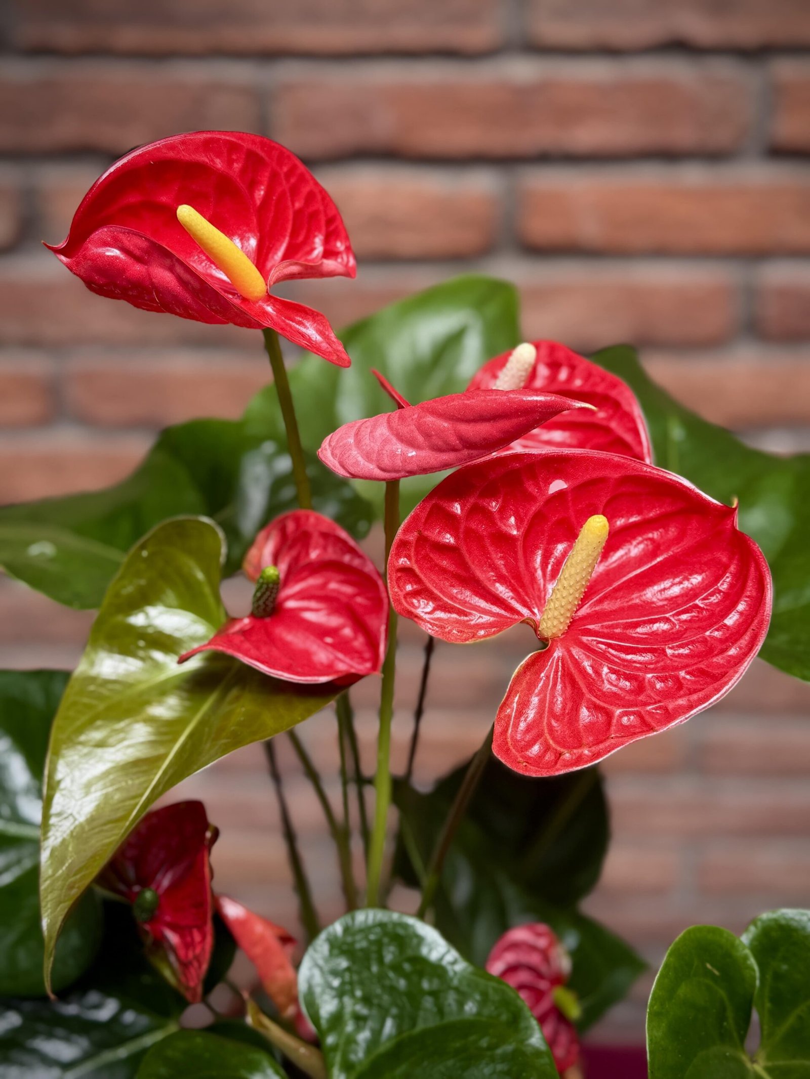 Anthurium en test - Imatge 3