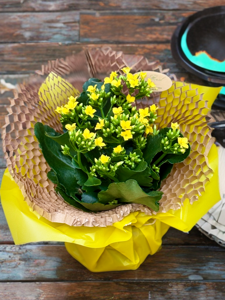 Kalanchoe en test amb terra — flors grogues - Imatge 3