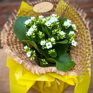 Kalanchoe en test amb terra — flors blanques