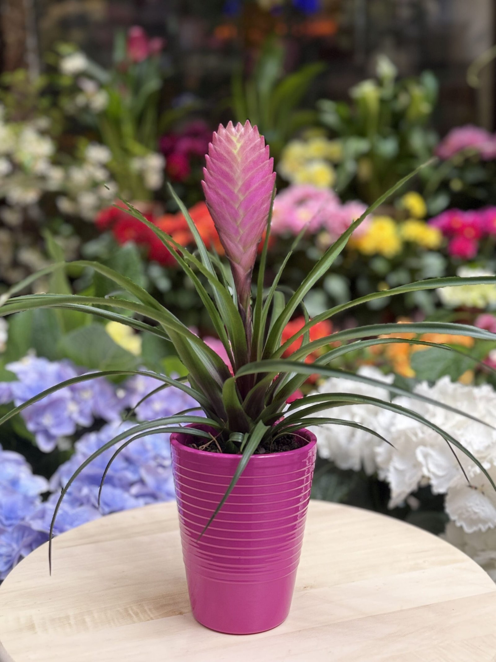 Tillandsia (color fúcsia) - Imatge 2
