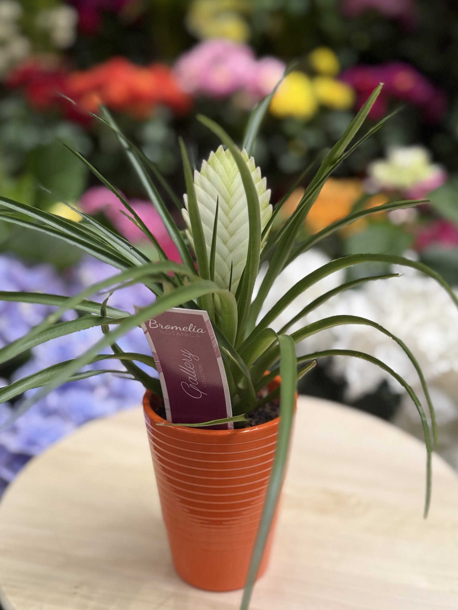 Tillandsia (flor blanca) - Imatge 2