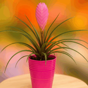 Tillandsia (color fúcsia)