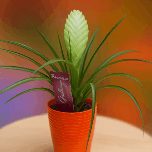 Tillandsia (flor blanca)