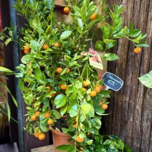 Calamondí