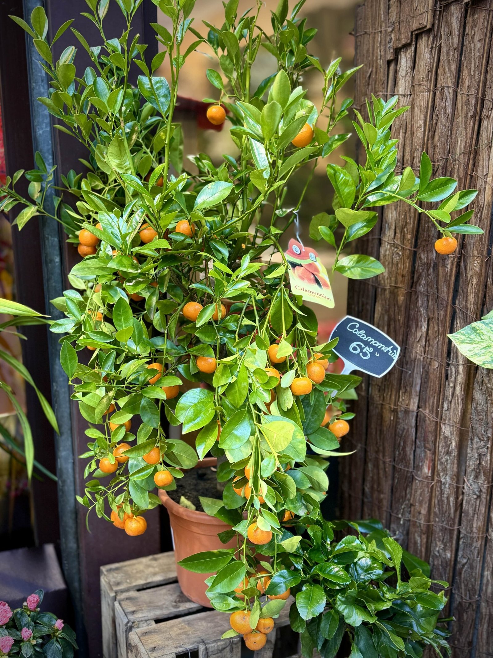Calamondí