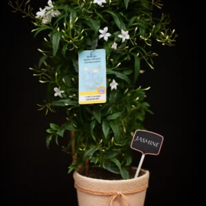 Jasmine