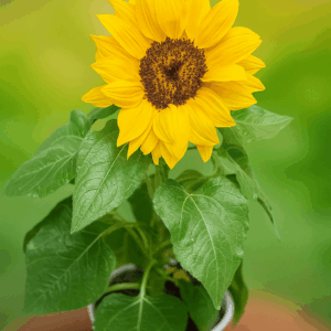 Gira-sol