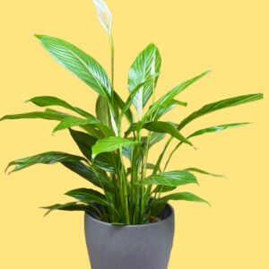 Plantes