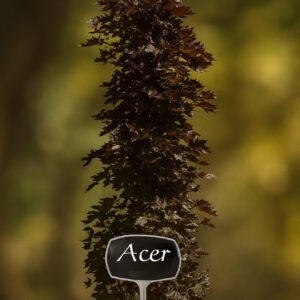 Acer columnar