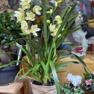 Orquídia Cymbidium