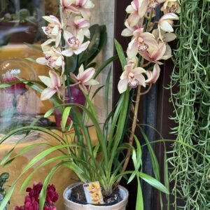 Orquídia Cymbidium