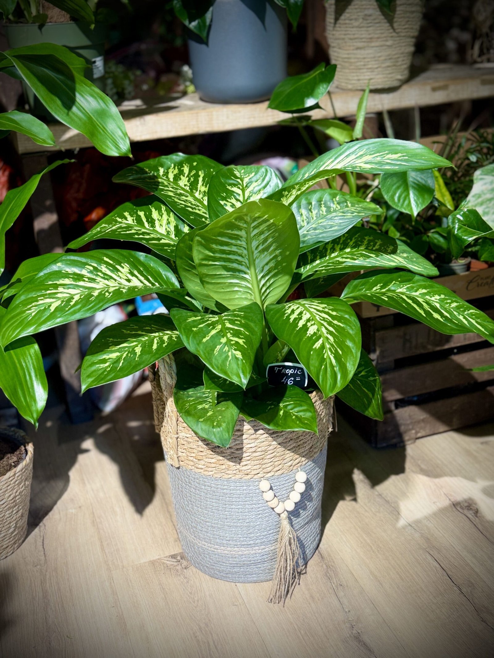 Dieffenbachia “Tropic” - Imatge 2