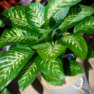 Dieffenbachia “Tropic”