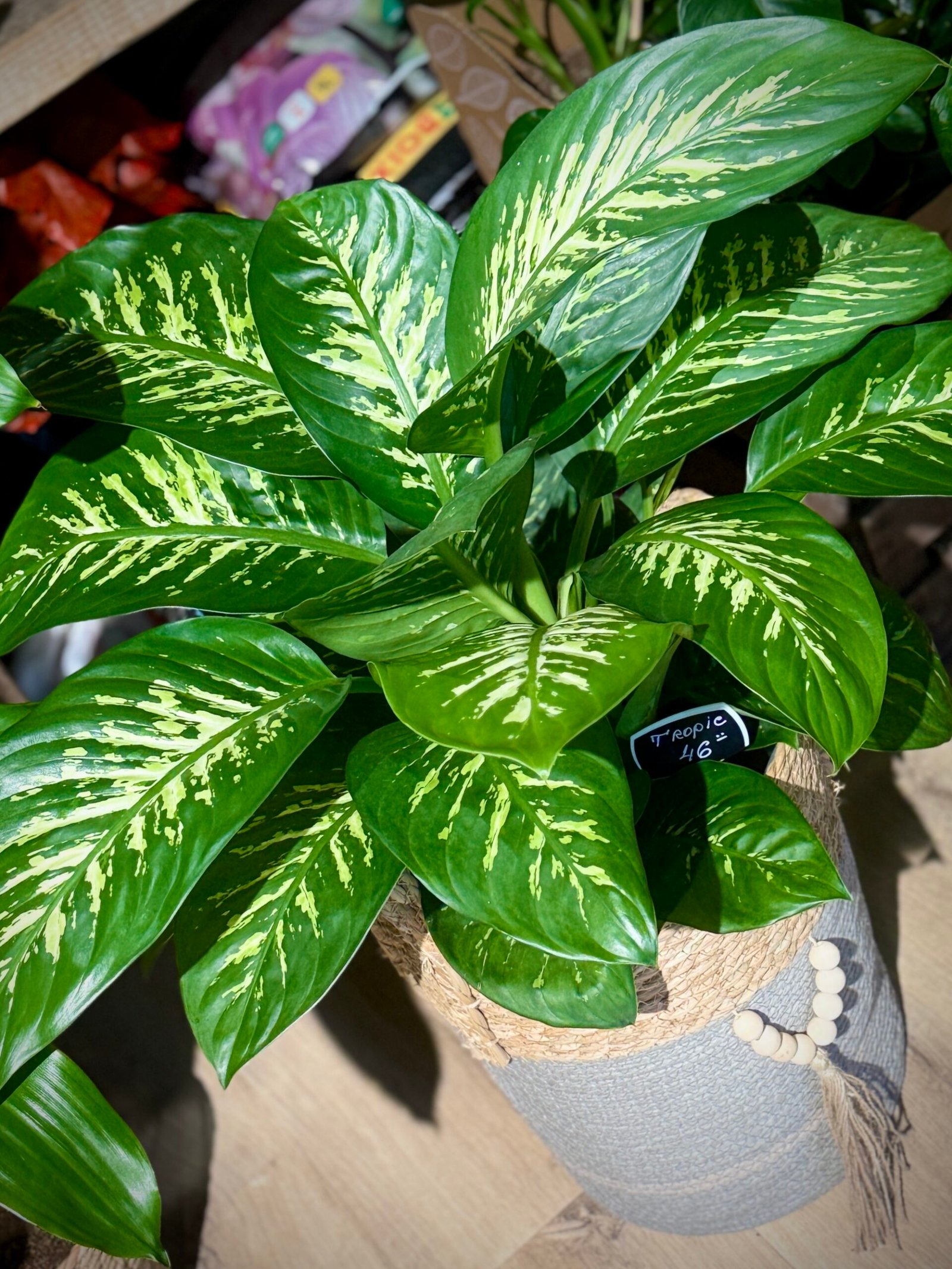 Dieffenbachia “Tropic”