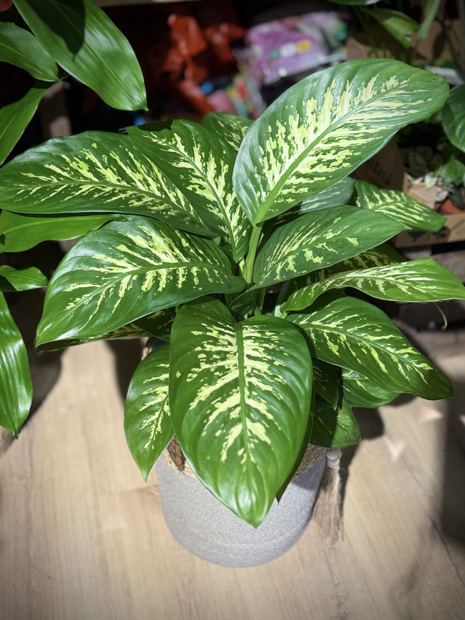 Dieffenbachia “Tropic” - Imatge 3